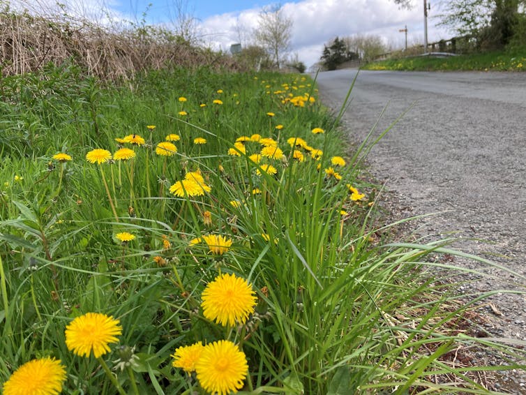 A roadside verge filled with flowering dandelions.