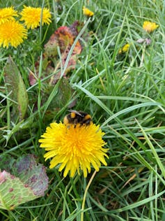 A bumblebee perched on a dandelion flower.