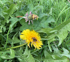 A small bee nestled in the middle of a dandelion flower.