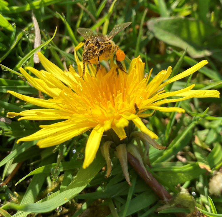 A close-up image of a honeybee bestriding a dandelion flower.