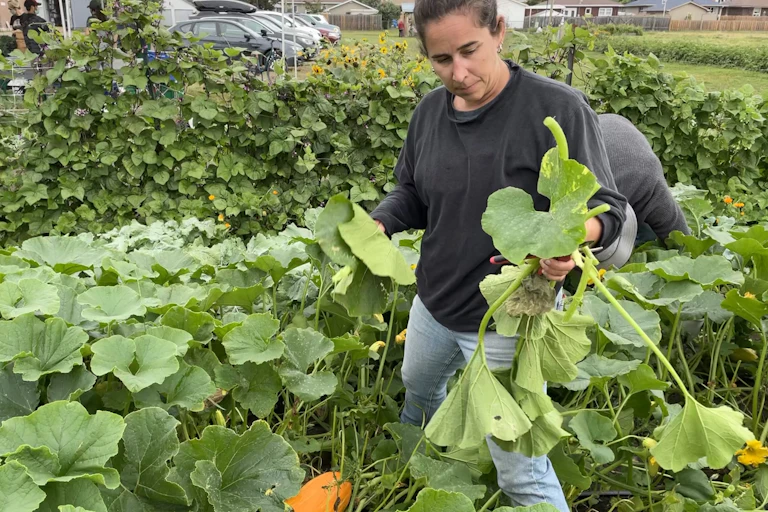 A woman standing in a garden holds a harvested squash in her hand.