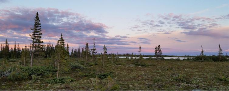 The Hudson Bay Lowlands.