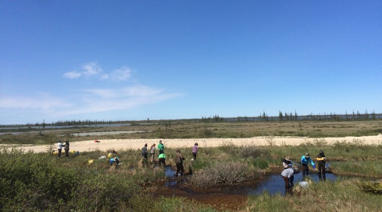 Volunteers monitor a frog pond and wetland habitat.