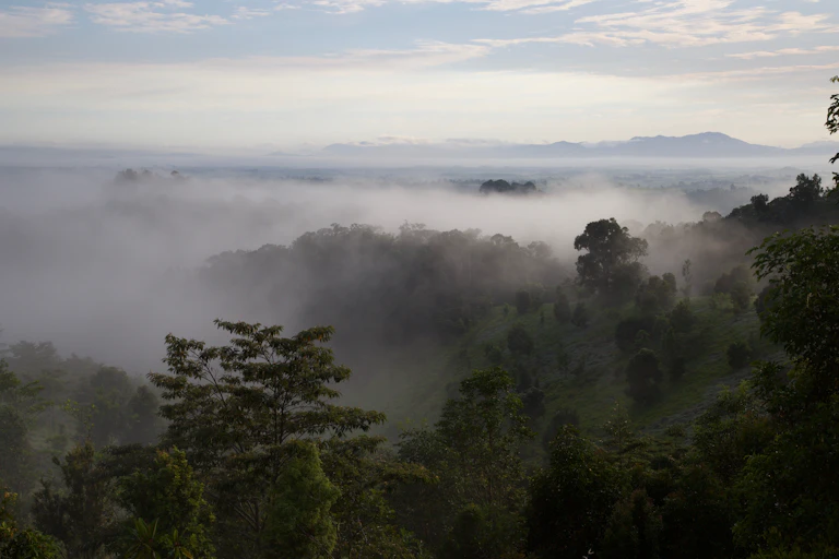 thiaki wet tropics
