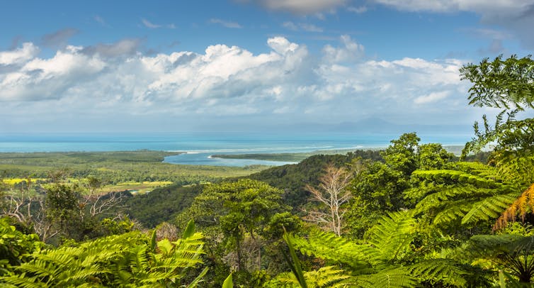 daintree from lookout