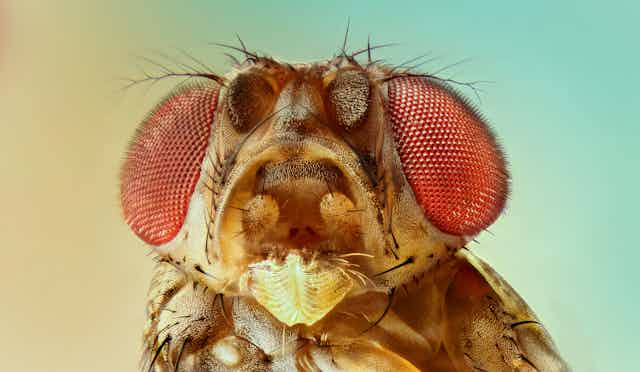 Close up of a fruit fly face