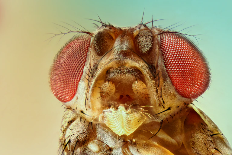 Close up of a fruit fly face