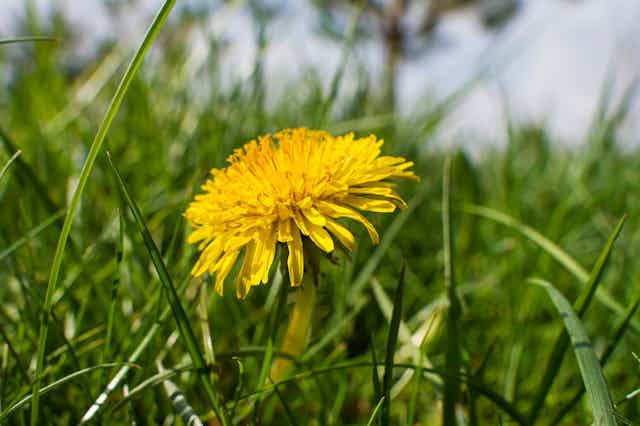A flowering dandelion amid grass.
