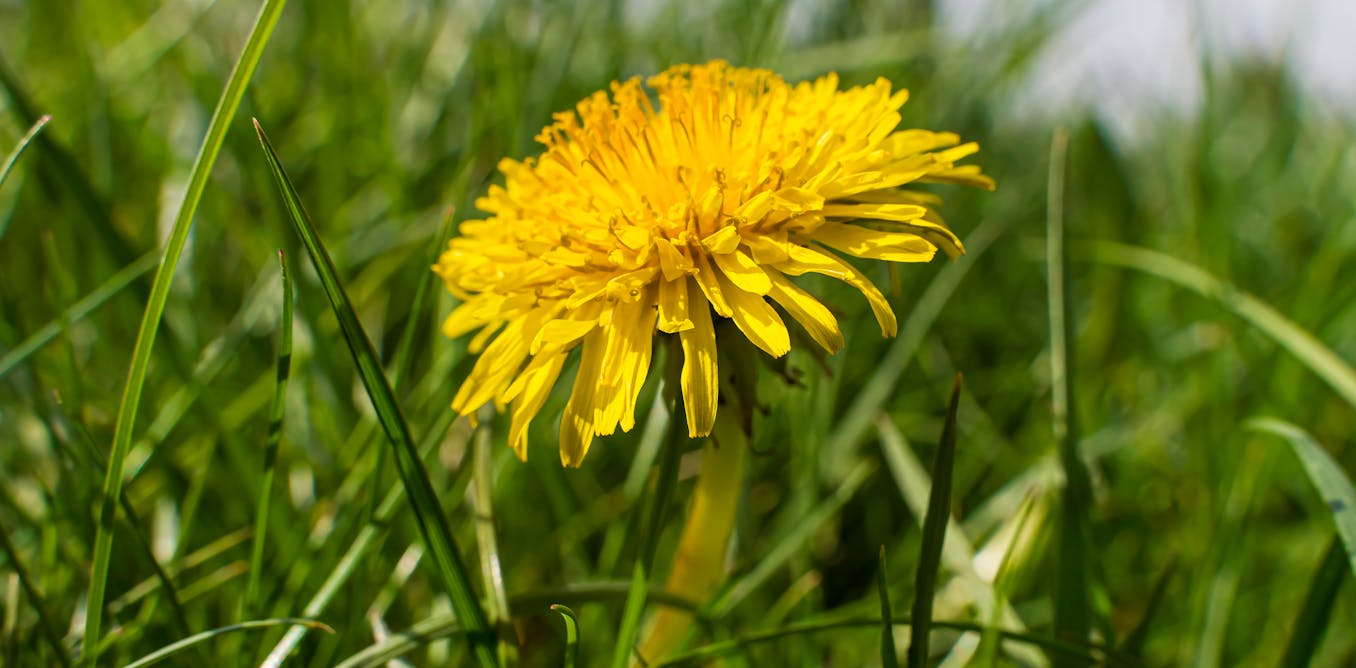 Dandelions are a lifeline for bees on the brink — we must learn to love them

 | Pro IQRA News