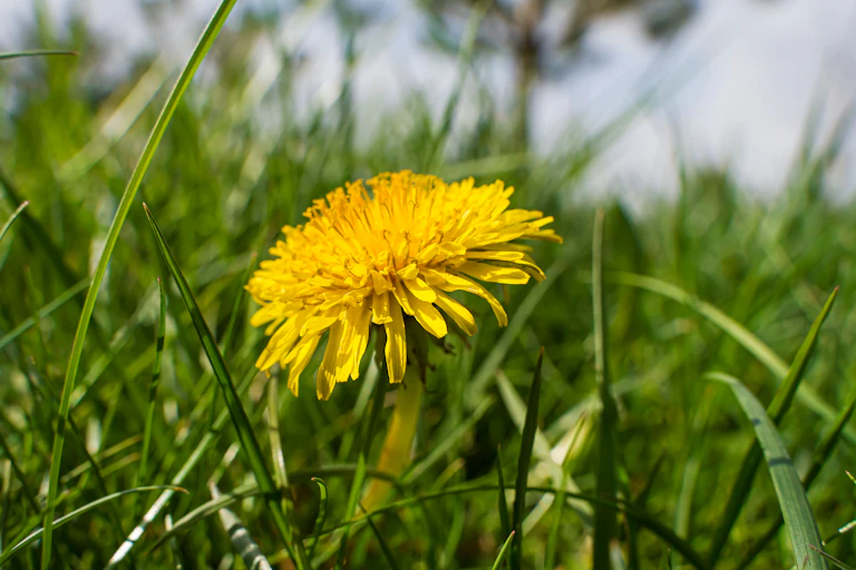 A flowering dandelion amid grass.