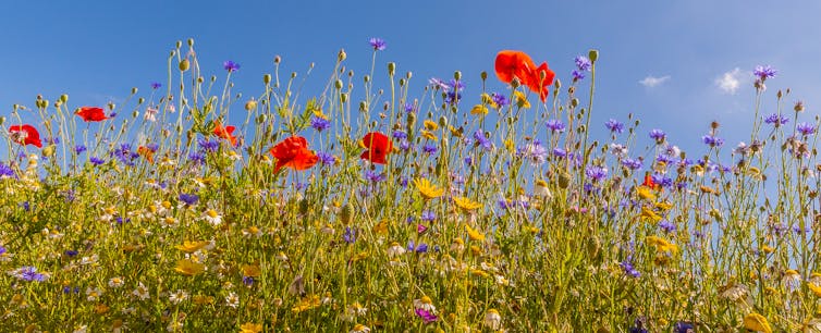 A row of poppies and other wildflowers.