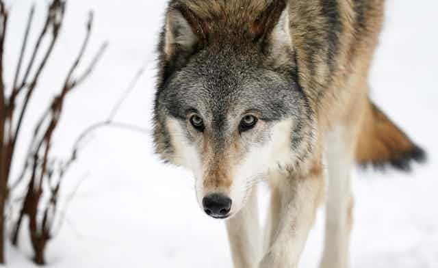 A gray wolf in snow walks towards the camera