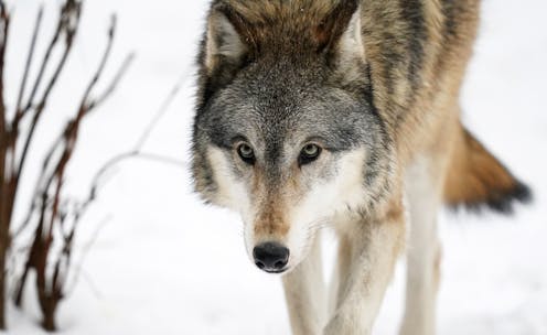 When wolves move in, they push smaller carnivores closer to human development – with deadly consequences