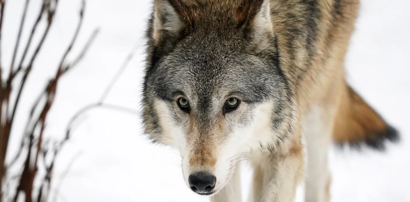 Wolves Bite Human When wolves move in, they push smaller carnivores closer to human ...
