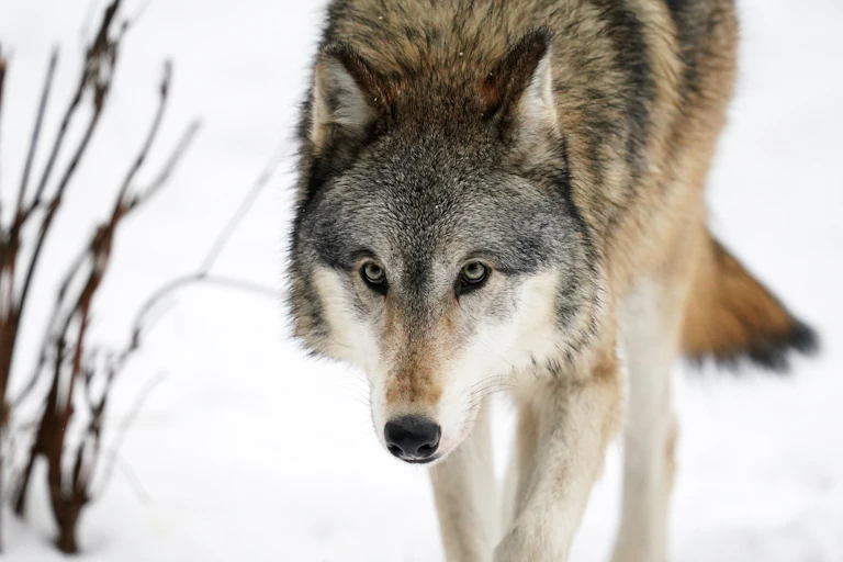 A gray wolf in snow walks towards the camera