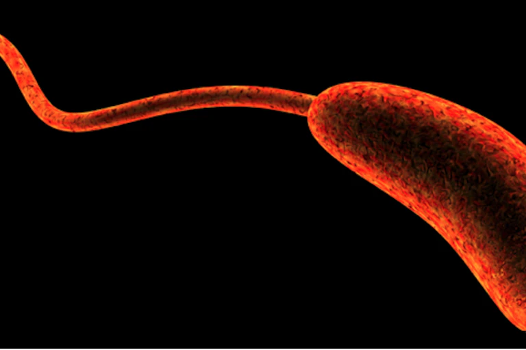 une bactérie vibrio