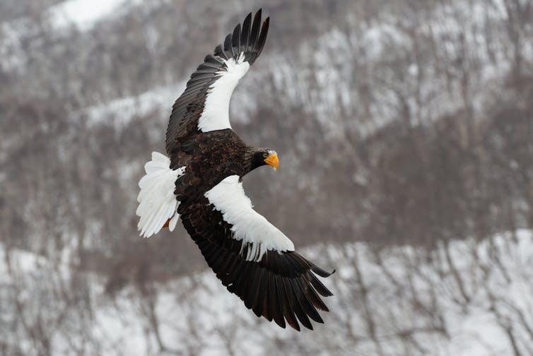 A large black and white raptor soars over a snowy field.