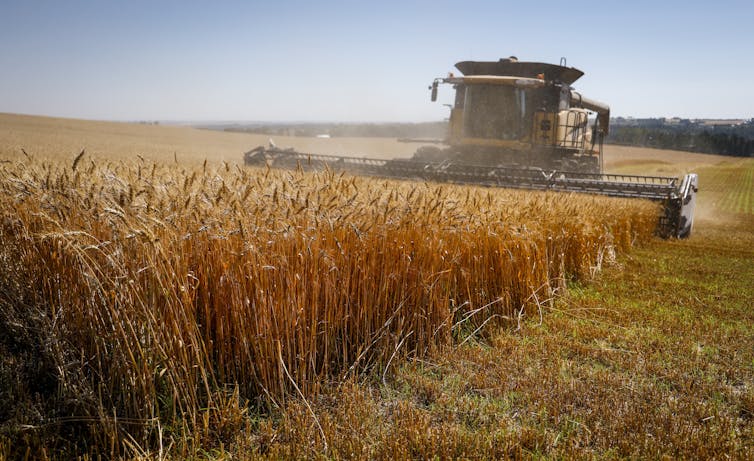 A combine harvesting a wheat crop in a field.