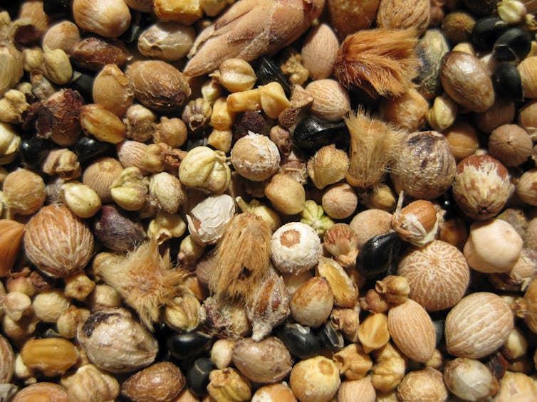 Close-up of various brown and yellow seeds, most of them round