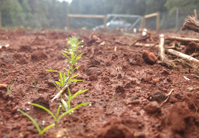 Close-up of red dirt with small green seedlings