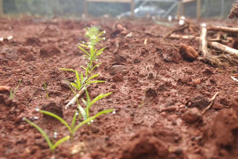 Close-up of red dirt with small green seedlings