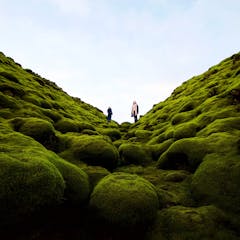 The secret world of moss, ancient ancestor of all plants and vital for the  health of the planet