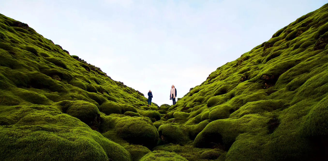 An epic global study of moss reveals it is far more vital to Earth's ...