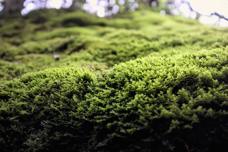 A forest floor with rich green moss cover seen in the foreground