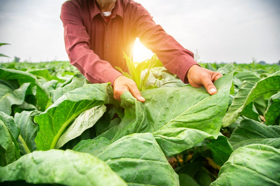 gardeners are picking produce from tobacco farms