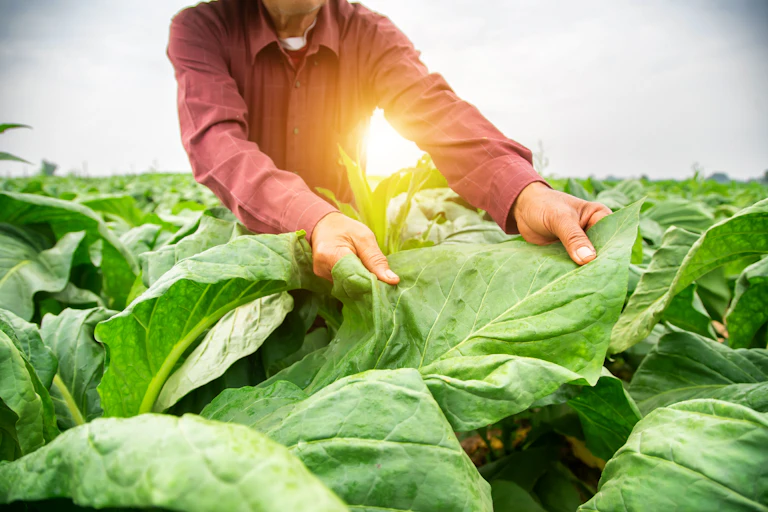 gardeners are picking produce from tobacco farms