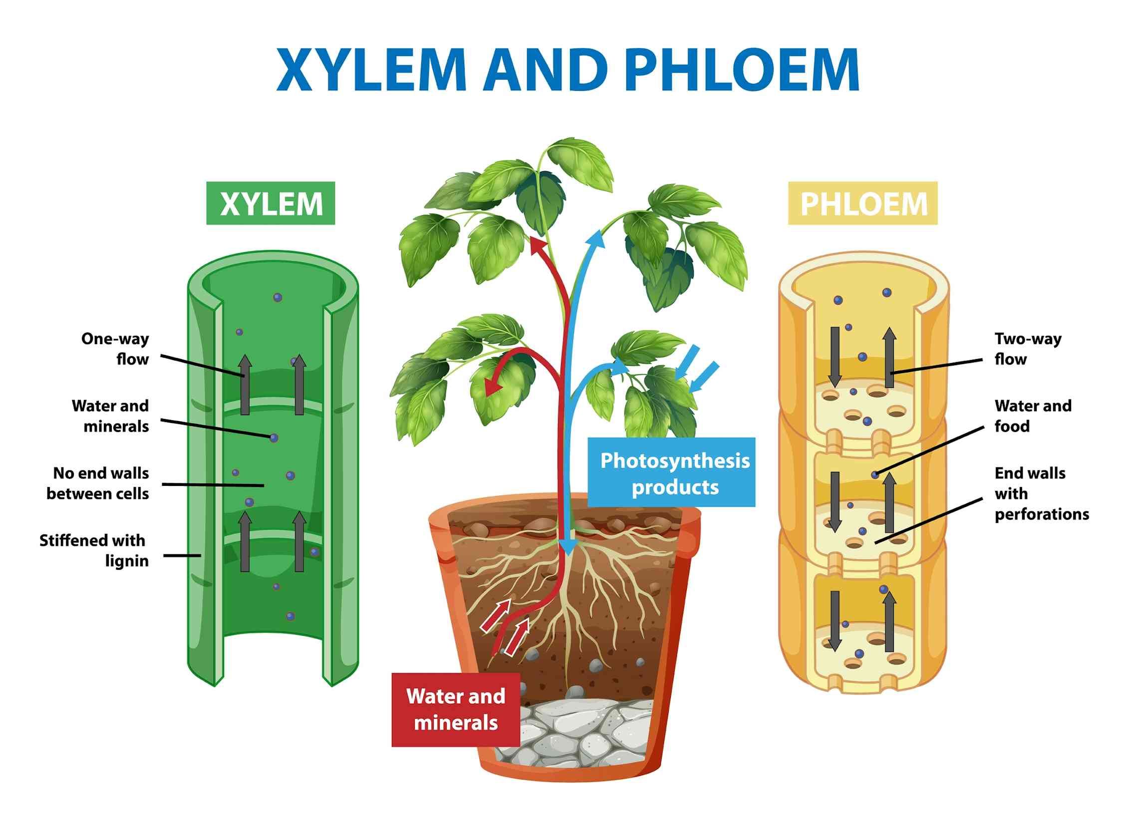 Тест передвижение веществ у растений 6 класс. Xylem and phloem. Ксилема и флоэма. Движение воды по ксилеме и флоэме. Флоэма у растений.