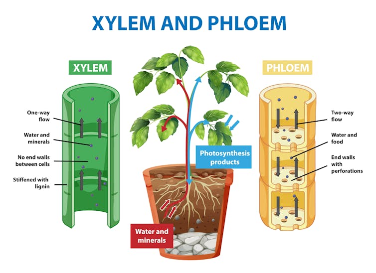 Diagram showing xylem and phloem of plant illustration