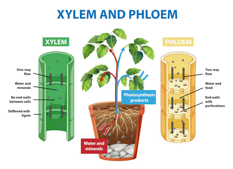 Diagram showing xylem and phloem of plant illustration