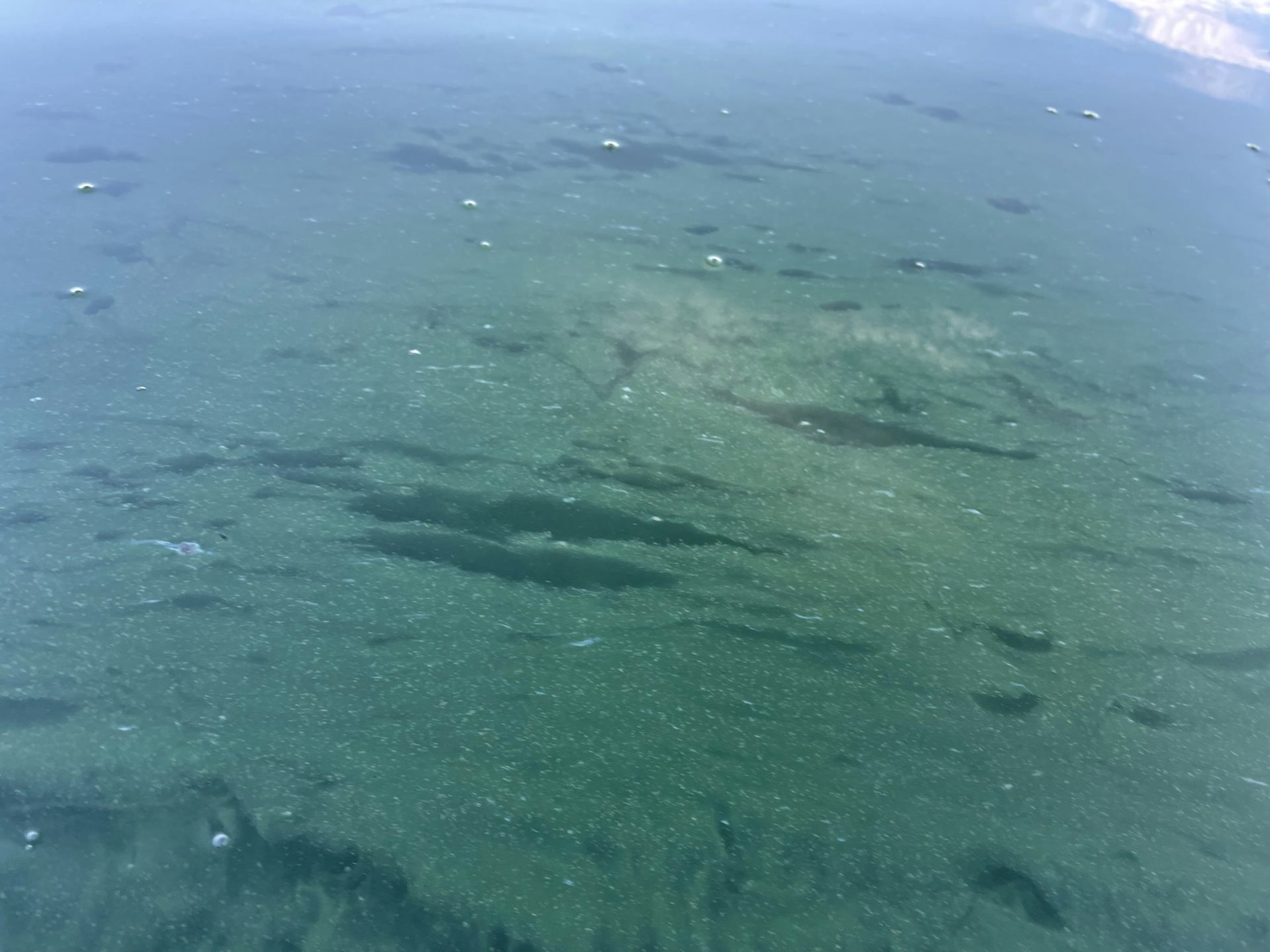 Eau brouillée par des microalgues vert/bleu