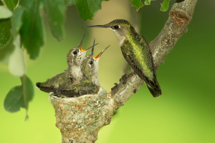A female ruby-throated hummingbird with her young ones in a nest built on a tall tree.