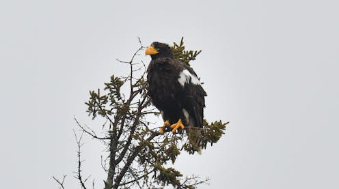 Vagrant, machine or pioneer? How we think about a roving eagle offers insights into human attitudes toward nature