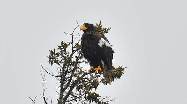 A large black raptorwith white shoulder patches perches in an evergreen tree.
