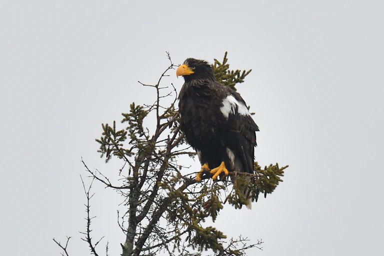A large black raptorwith white shoulder patches perches in an evergreen tree.