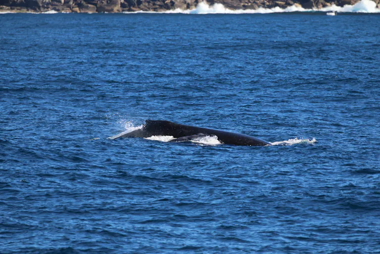 A humpback whale mother and young calf pass Sydney. The calf is just visible as it comes up for air