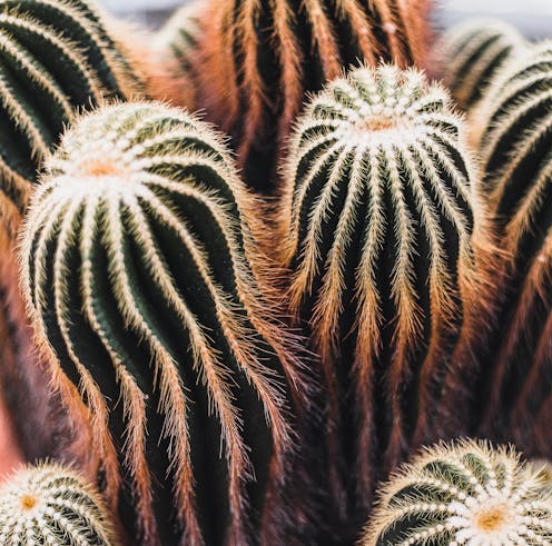 peyotes in suburbia – the secret world of Sydney's psychoactive cacti growers
