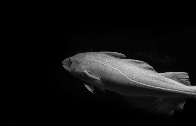 A grey fish in a black background