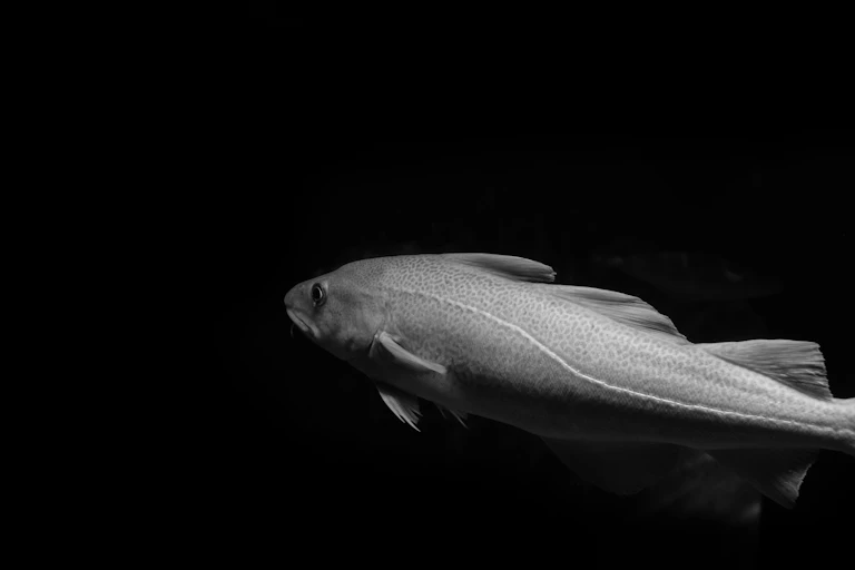 A grey fish in a black background