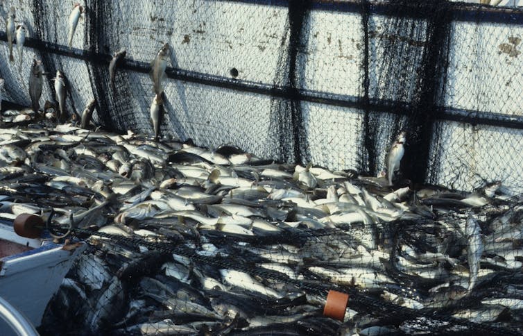 A lot of fish in in a fishing boat