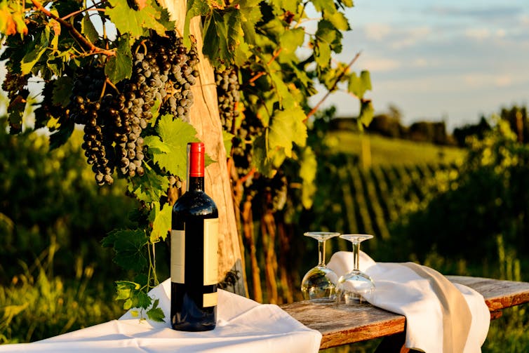 Ulule - 🍷 Développez votre culture du vin avec style !