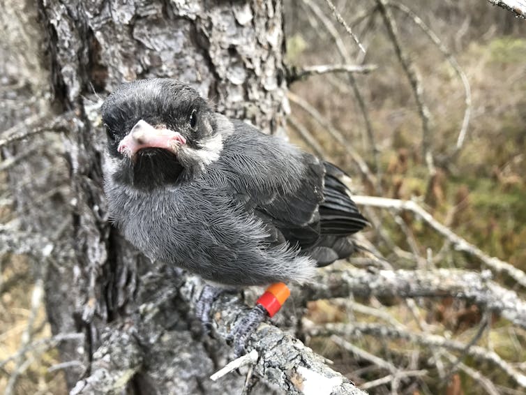 a grey and white small bird wearing a bright orange band on its foot peers into the camera
