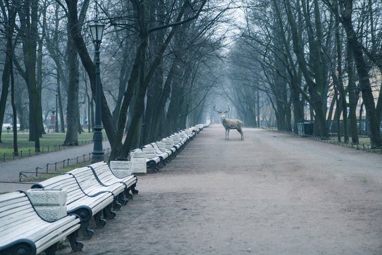 An illustration of a large city park with a deer standing in the middle of a tree-lined path.