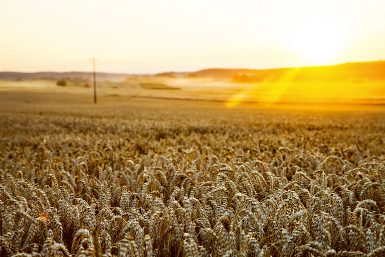 South African wheat fields