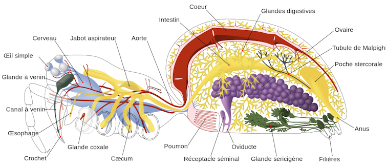 illustration de l’anatomie d’une araignée