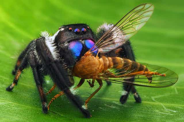 un araignée qui mange une mouche