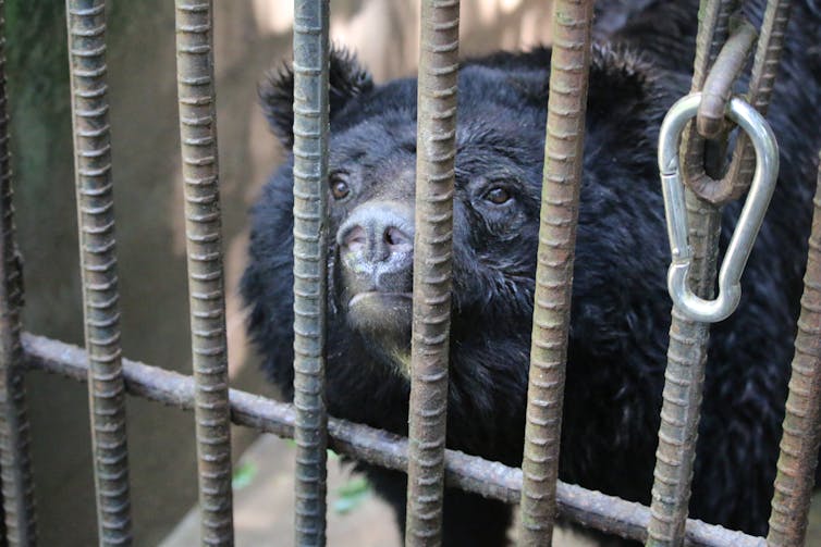 Bear looks through cage